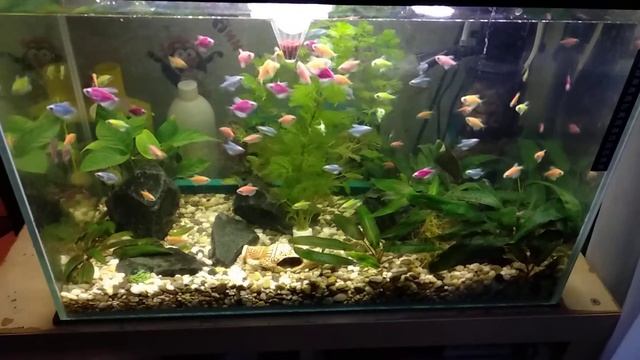 Тернеция Глофиш смотреть онлайн