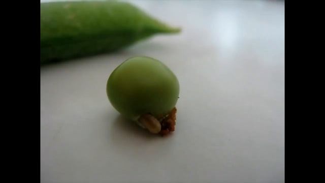 Гусеница бабочки гороховая плодожорка смотреть онлайн