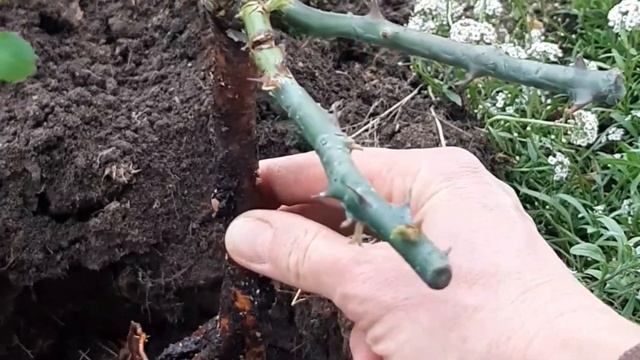Осіння посадка троянди. Грунтопокривна троянда Свані смотреть онлайн