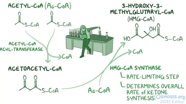 Osmosis _ Ketone body metabolism (Biochemistry).mp4 смотреть онлайн