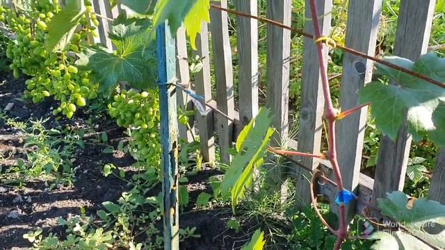 106. Обрезал розы. Обзор виноградника. купаю уток..mp4 смотреть онлайн