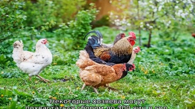 Цветной бройлер