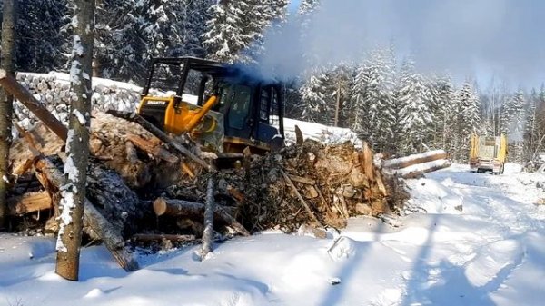 Бульдозер SHANTUI SD16 на расчистке в лесу