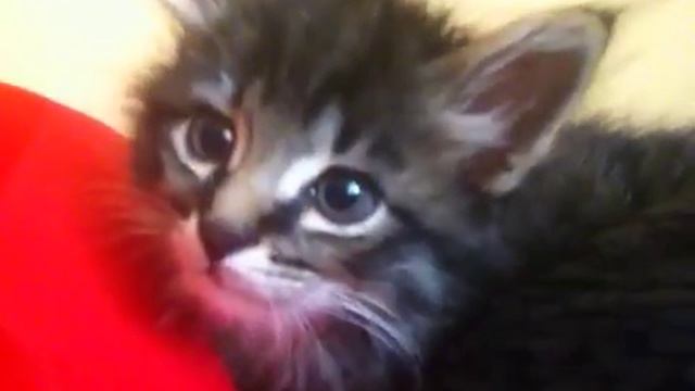 такеши любуется собой смотреть онлайн
