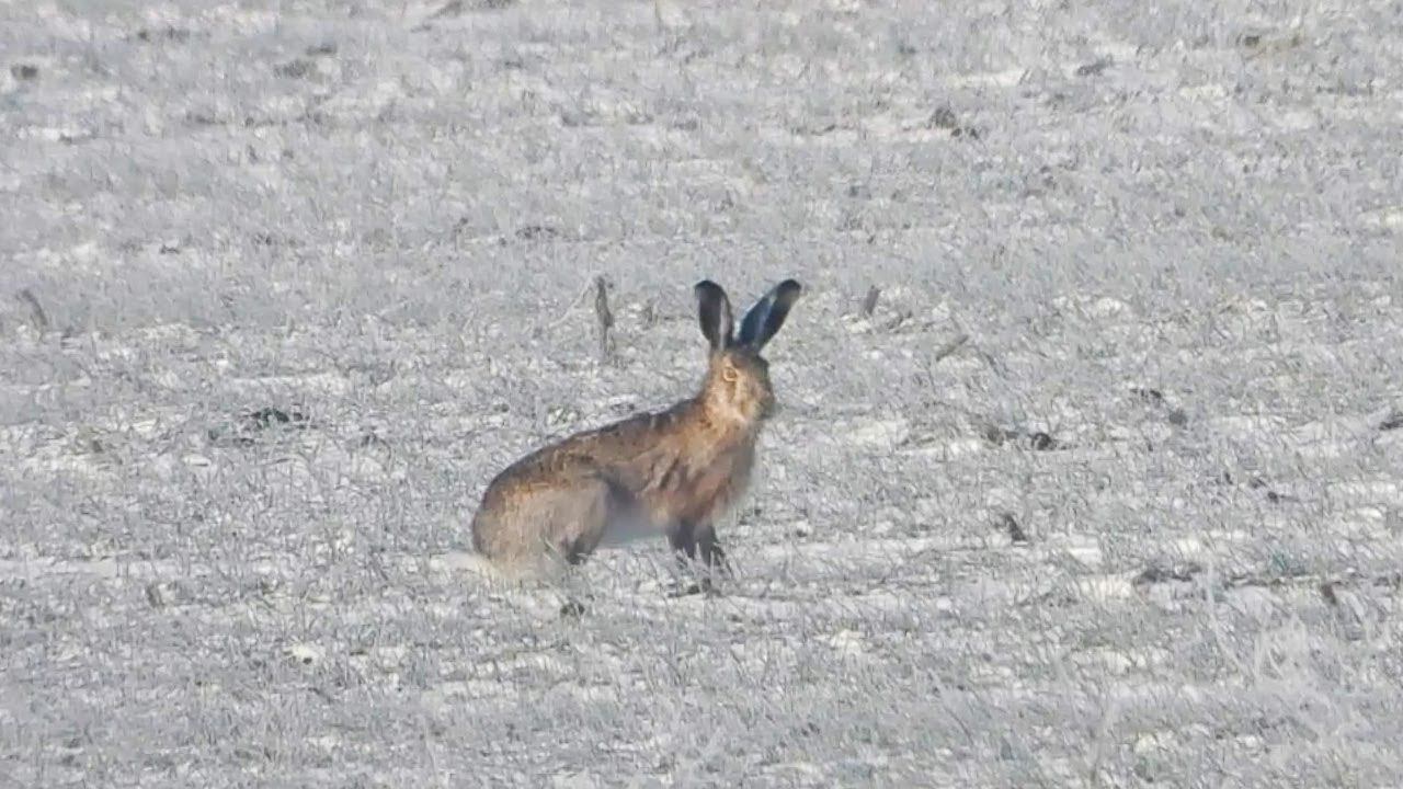 Зайцу не спится - значит скоро весна / Hare can't sleep - spring is coming смотреть онлайн