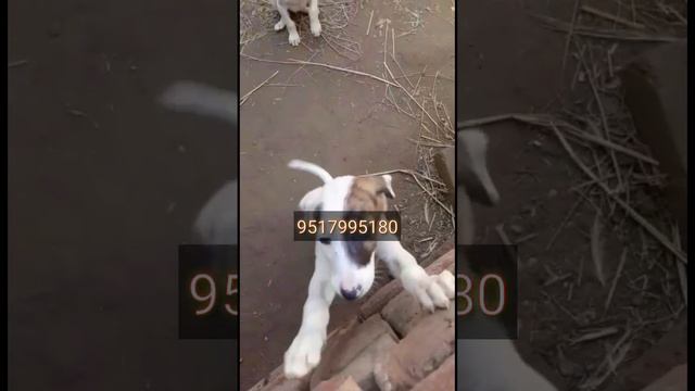 Greyhound Male Puppy Sale 9517995180 #greyhound #greyhounddog #greyhoundpuppy #shikarikutta смотреть онлайн