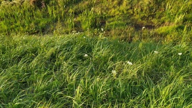 Курцхаар нашёл куропаток. смотреть онлайн