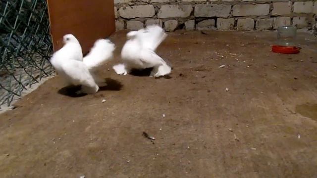 Статные голуби. МАЛЫШИ. Черновалова Геннадия г. Энгельс 2014 год смотреть онлайн