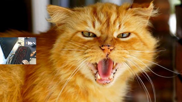 STAL1K НЕЗАБУДКА!!! смотреть онлайн