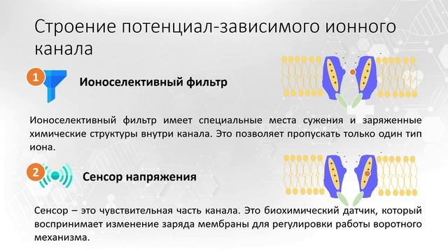Тема 1. Возбудимые ткани. Вопрос 3. смотреть онлайн