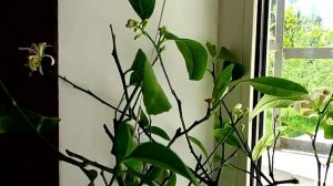 Лимон МЕЙЕР_ выращиваем цитрус на окне, в домашних условиях  Lemon Meyer_ Home Care and Maintenance