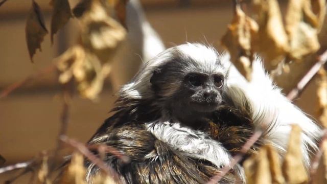 Природа в Объективе