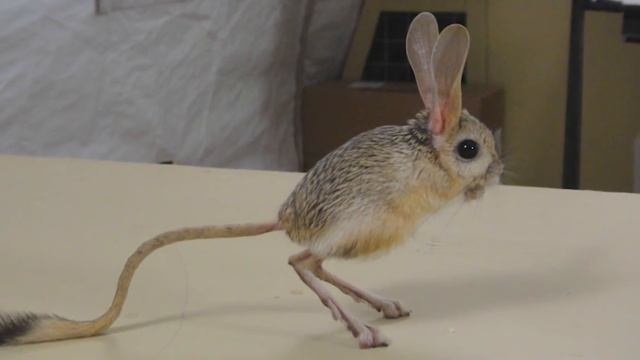 The Aquatic Ape Hypothesis