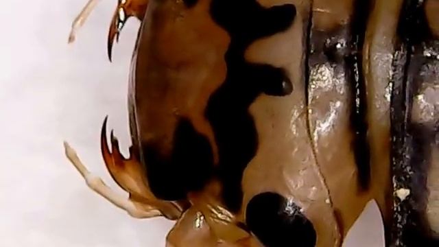 QLA 2016 Lab analysis- Nymph of a golden stonefly, Plecoptera, Perlidae. смотреть онлайн