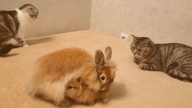 Маленький Крольчонок всегда находится под присмотром Кролика смотреть онлайн