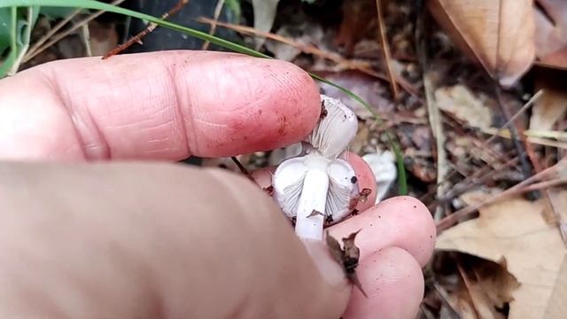Μην το στοχεύεις, δεν τρώγεται. Inocybe geophylla var. lilacina смотреть онлайн