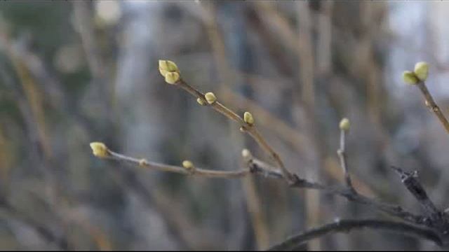 Весенние опрыскивание. (Садовод Андрей Туманов) смотреть онлайн