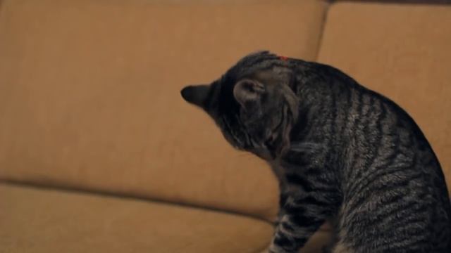 A Cat's Guide To Taking Care Of Your Human