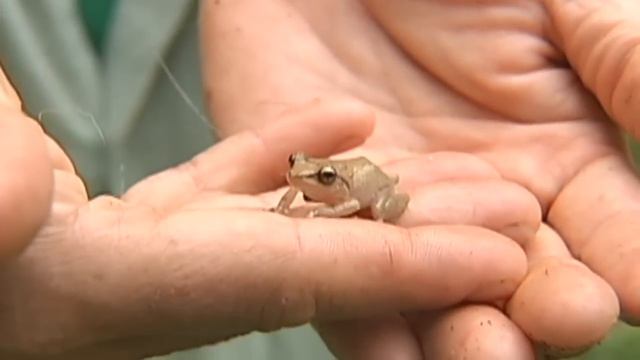 Coqui frogs given rare sanctuary on Hawaii Island смотреть онлайн
