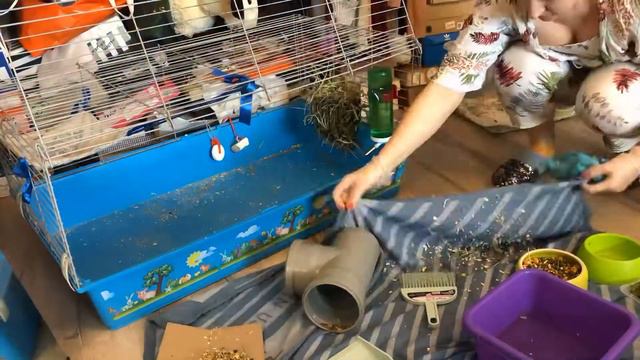 Мини уборка у морских свинок смотреть онлайн