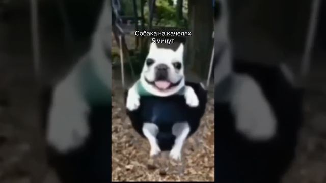 собака на качелях 5 минут смотреть онлайн