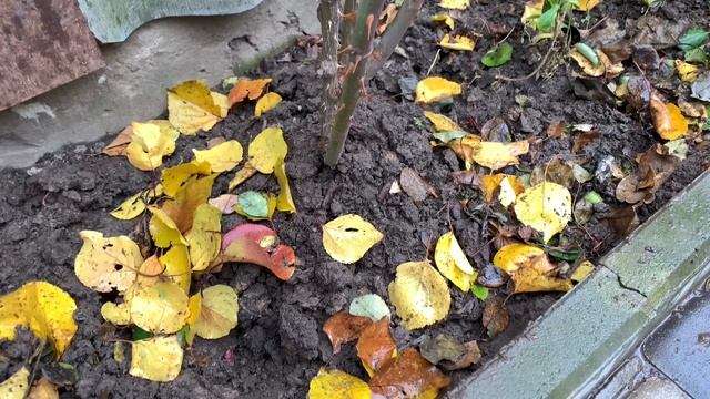 Розы готовы к зиме,справилась за три часа г. Киев смотреть онлайн