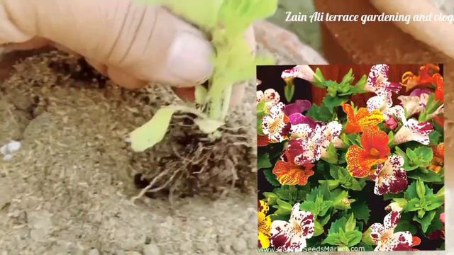 #Mimulus Mimulus winter flowering plants How to grow and transportation mimulus flowering plants смотреть онлайн