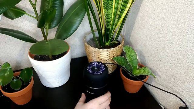 ?Увлажнитель воздуха? Моим цветам нравится смотреть онлайн