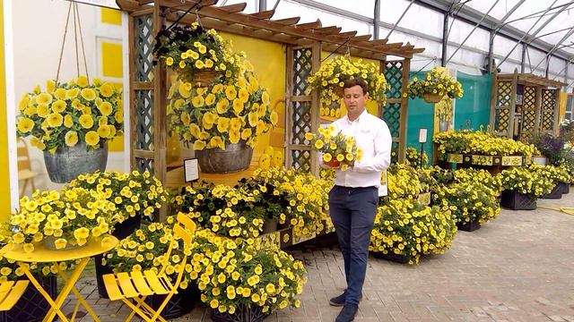 Petunia Bees Knees 2022