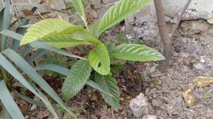 Рено логан 2015 из за чего не работает центральный замок и не включается зажигание! приборка молчит