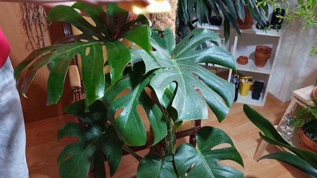 Чем отмыть налет и пыль на листьях растений, и придать листьям блеск? | БЕЗ ПОЛИРОЛИ для листьев! смотреть онлайн