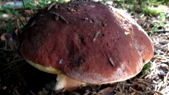 Cèpes 2014, boletus pinophilus et aereus смотреть онлайн