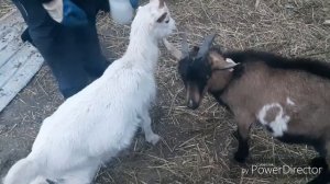 ЧЕМ И КАК ГЛИСТОГОНИТЬ КОЗ!!!советуем посмотреть.