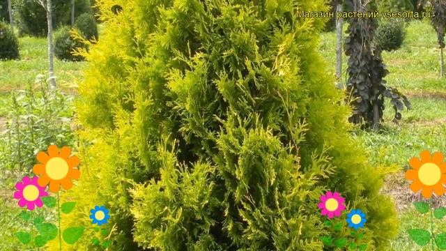 Туя западная Еллоу Риббон. Краткий обзор, описание характеристик thuja occidentalis Yellow Ribbon смотреть онлайн
