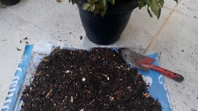 Bonsai de Pitanga смотреть онлайн