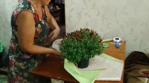 Оригинальная идея подарка. Как красиво упаковать горшок хризантемы.