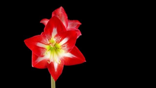 E.Lev.-memories From A Past Life.mp4