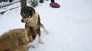 Кангал Против Волков Кавказская Овчарка в деле Сборник