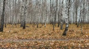 НОВЫЕ 2021 ОСЕННИЕ ВАЙНЫ БАБУШКИ И ВНУКА