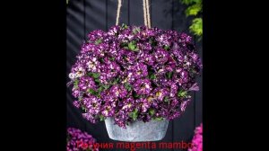 Петуния magenta mambo. краткое описание. есть в наличии