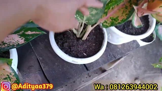 Update Harga Terbaru Aglonema & Caladium смотреть онлайн