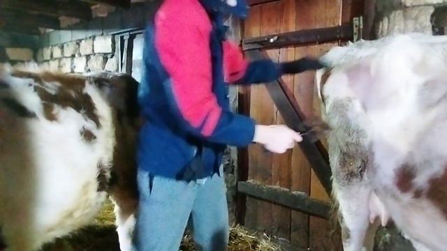 Улучшаю качество съёмки. У нас льют дожди, за двором опять пруд.#деревня #животноводство смотреть онлайн