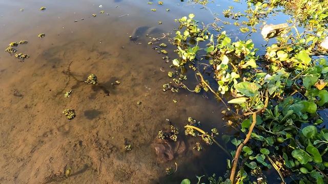 Super Amazing Result With Axolotl Salamande | Found Axoilot KOI Ranchu Oranda Ryuki Betta Snake