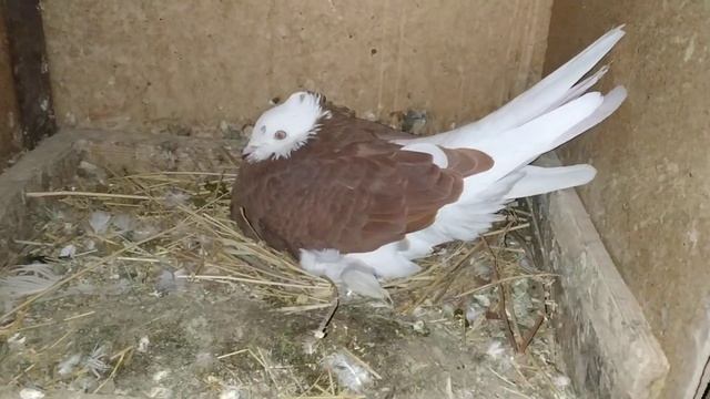 Голуби " КЫРГЫЗСТАНА " у Азамата обл. Жалал - Абад гор.Кочкор- Ата ул. Коммунизм 22 12 18 г смотреть онлайн