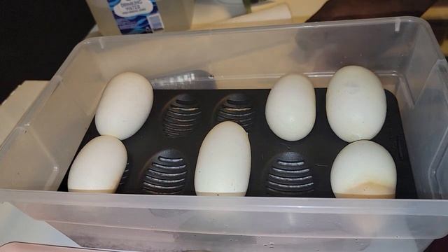 Ball Python Eggs смотреть онлайн