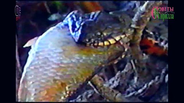 Охота змеи в воде. Дикая природа. смотреть онлайн