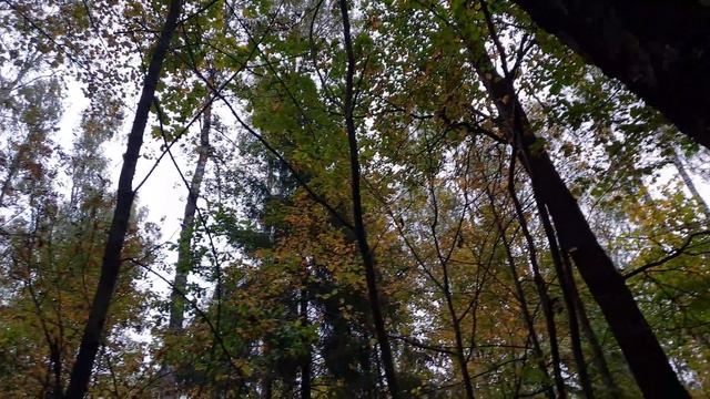 ОПЯТА ПРУТ ! ДВЕ КОРЗИНЫ ГРИБОВ ЗА ЧАС ! Грибы 2021 ! смотреть онлайн