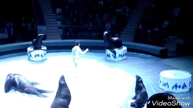 Вечеринка морских львов. смотреть онлайн