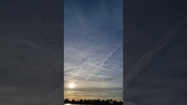 Журавли улетают на юг. Журавлиный косяк. Журавли на Рейне. #shorts смотреть онлайн