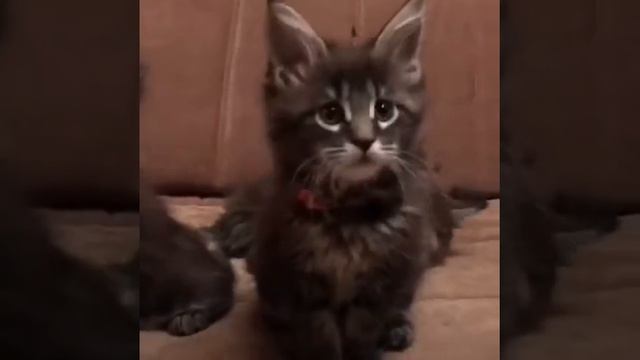 Мейн Кун котята Maine Coon kitten смотреть онлайн